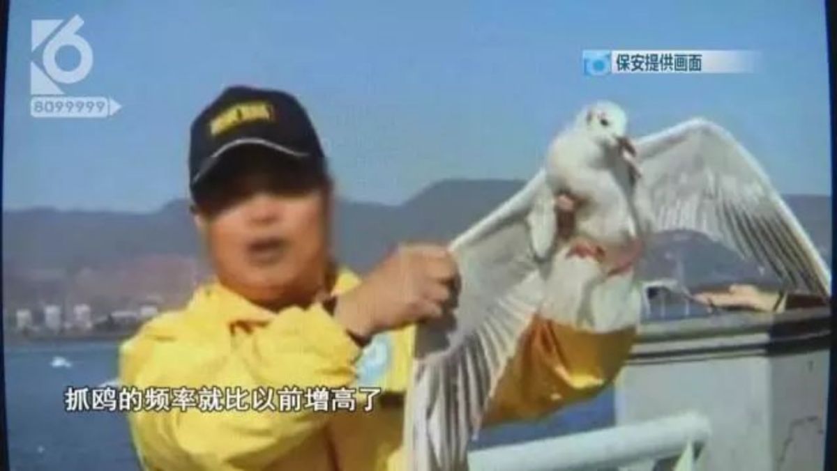 ▲雲南昆明近日接連傳出外地遊客強抓紅嘴鷗拍照的事件。（圖／翻攝自搜狐）