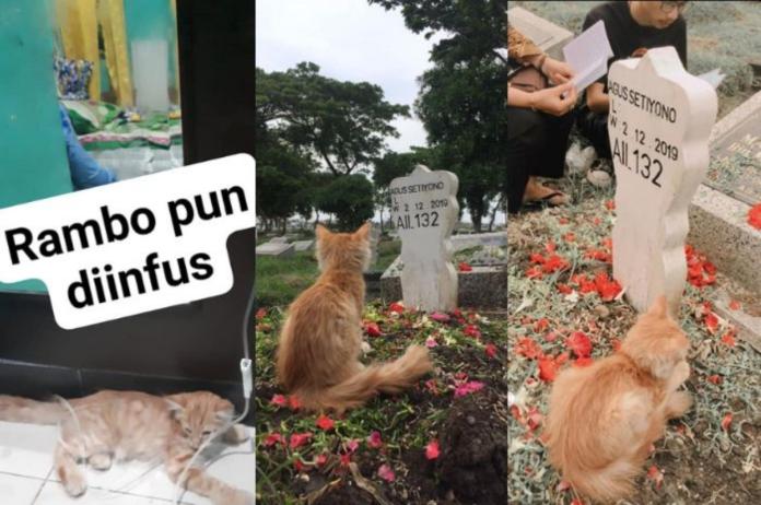 ▲印尼一隻貓咪在飼主過世後大受打擊，到飼主墓地前眼神空洞地坐了好久。（圖／翻攝網路）