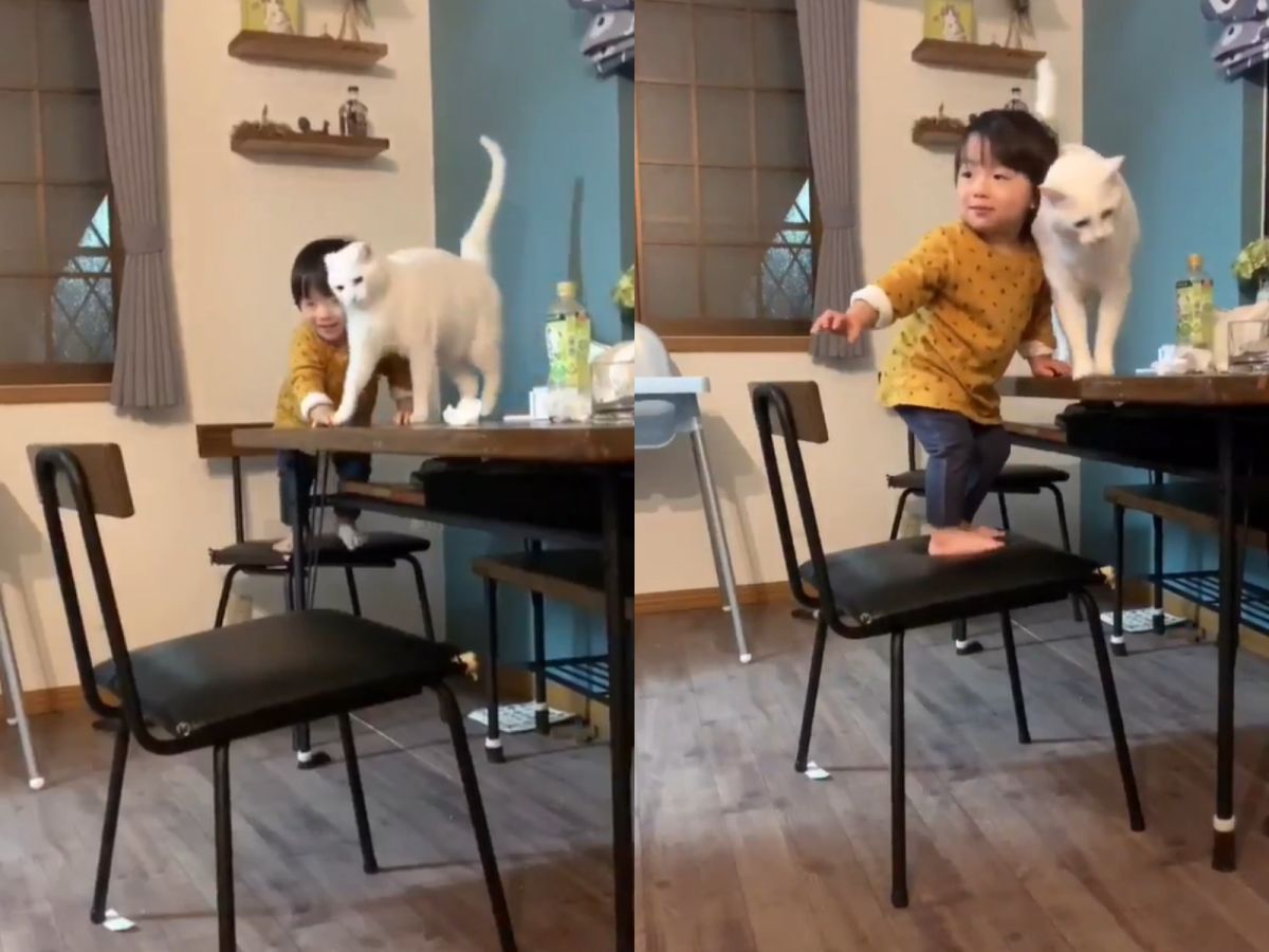Buran見到小主人想爬上桌，趕緊溫柔地在一旁制止。（圖／Twitter@yy221126）