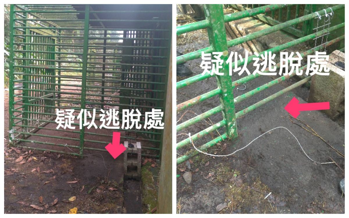 ▲逃脫處原本有不鏽鋼菱形網加固防護，但利稻小熊破壞雙重門籠加固鐵絲圍網，鑽出縫隙脫逃出籠舍。（圖／台東林管處提供）