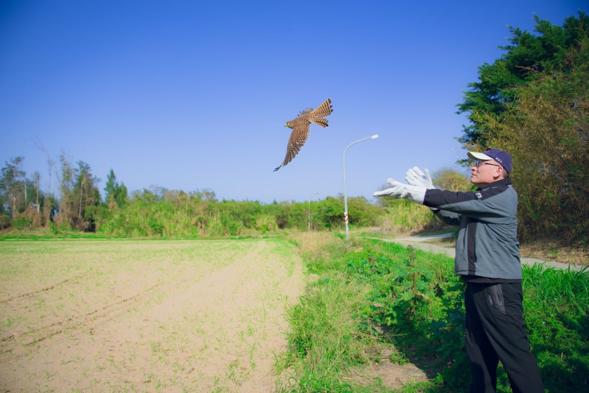 ▲金管處今野放二級保育類野生動物「紅隼」。（圖／蔡若喬攝, 2020.01.03）