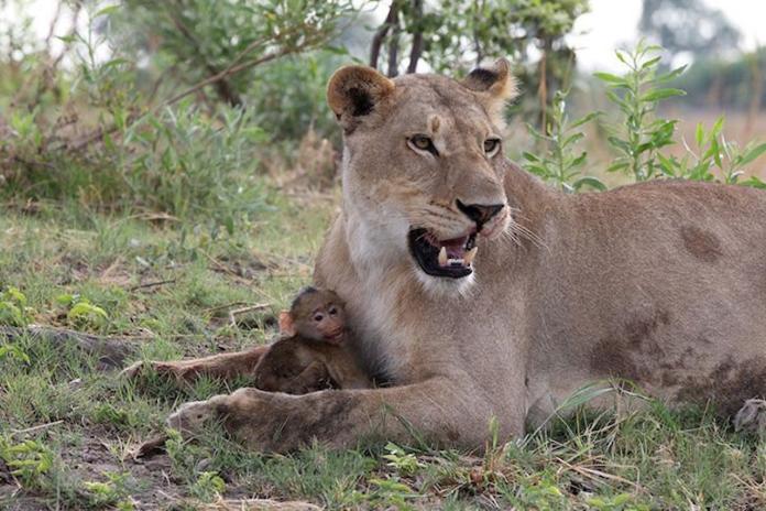 ▲母獅與前・獵物小狒狒。（圖／翻攝自《國家地理頻道》（ National Geographic ））