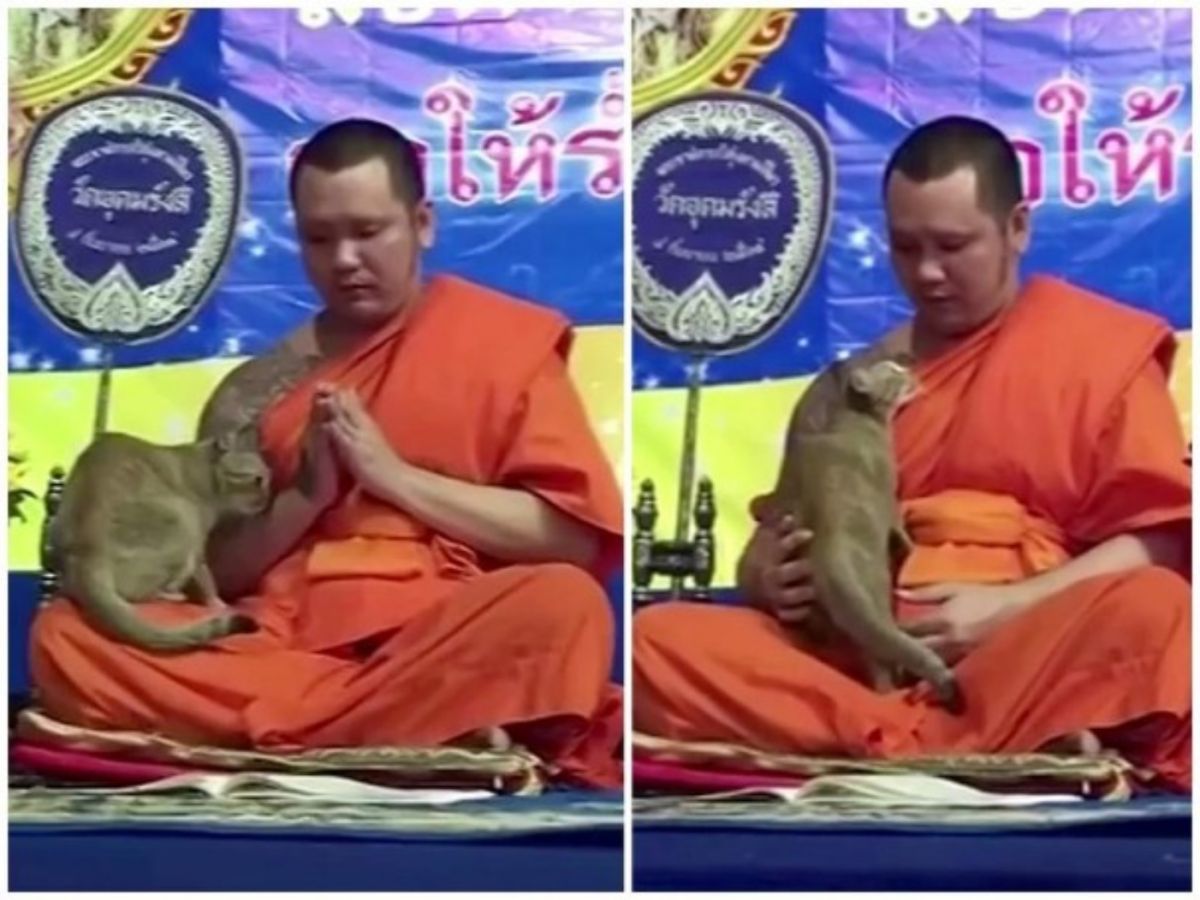 ▲泰國曼谷一隻貓咪，在和尚念經時跑去搗蛋。（圖／翻攝網路影片）