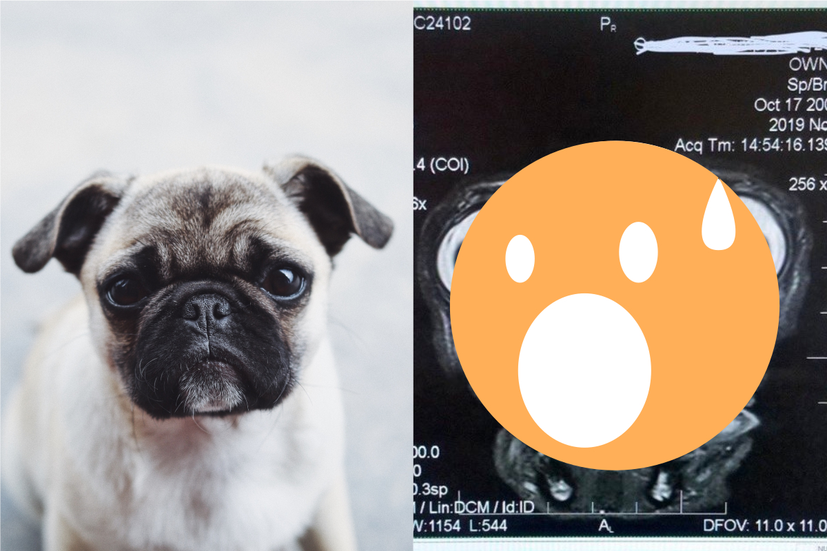 ▲巴哥的核磁共振掃描照片讓 13 萬人都吃驚了。（合成圖，左僅示意非當事狗／翻攝 Unsplash 、 Andy Ritcher 推特）