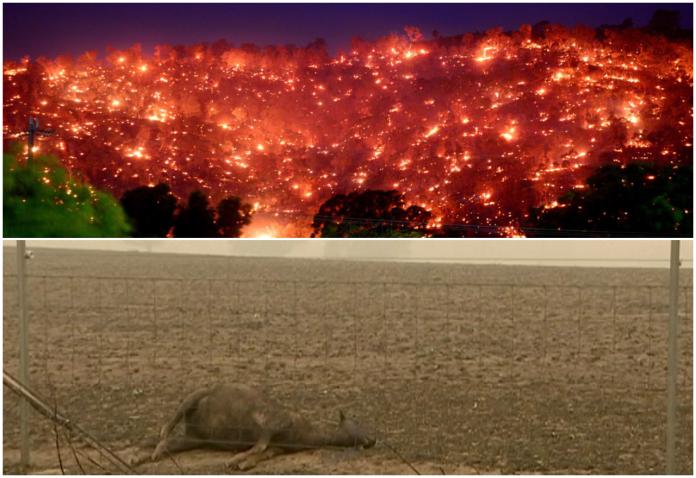 澳洲野火摧毀蘋果小鎮　牛羊橫屍遍野山丘如火山噴發
