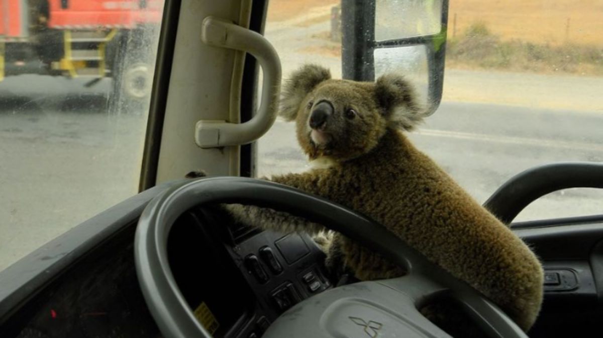 ▲澳洲 1 名司機戴維斯，日前巧遇 1 隻年幼的無尾熊在路邊遊蕩，看似剛從野火逃過一劫，相當口渴，便把牠抱起來，餵牠水喝。（圖／翻攝自 9 News ）