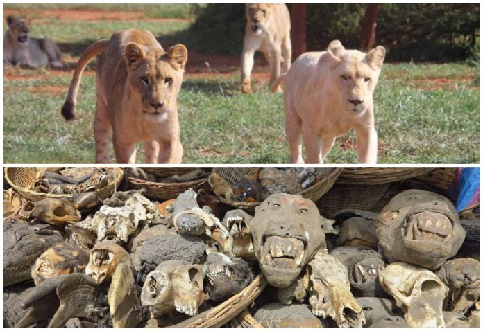 南非盜獵者暗闖獅群下毒　只為取獅骨入藥製「巫毒」藥水
