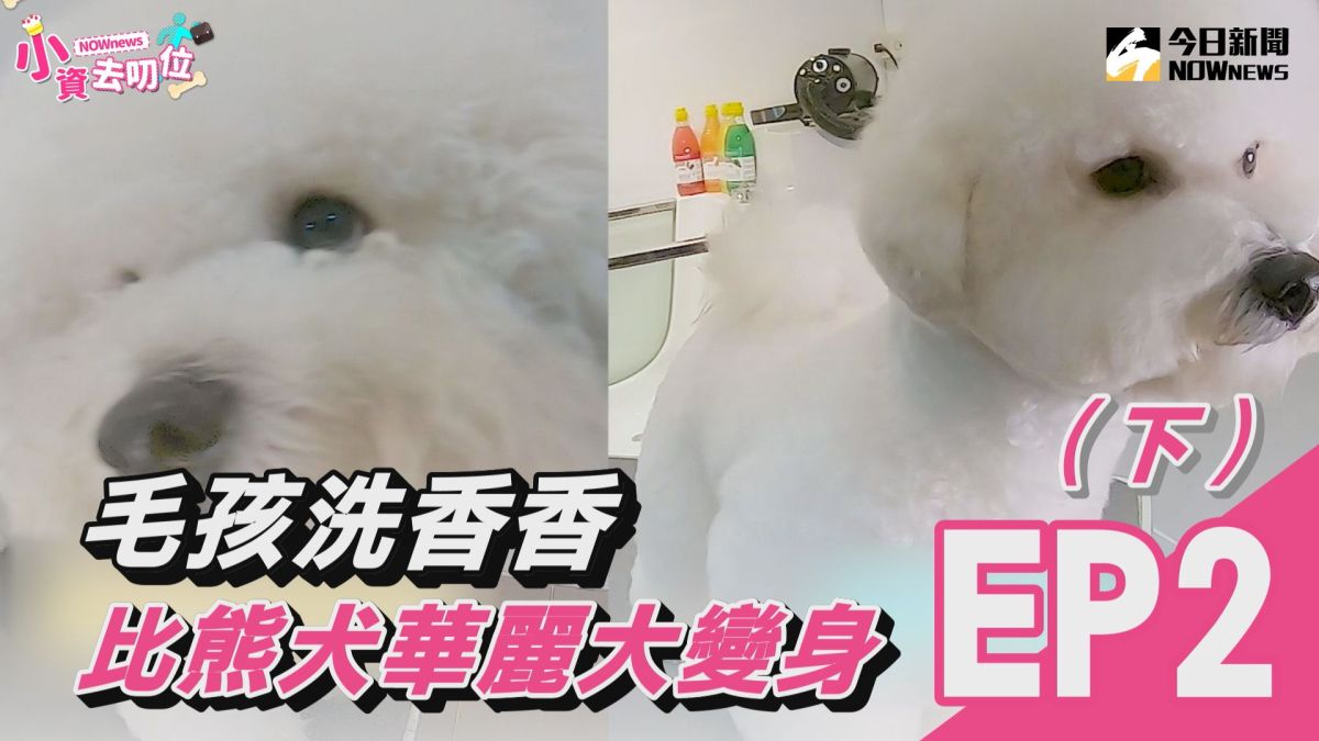 【小資去叨位EP２】毛孩洗香香　比熊犬華麗大變身（下）