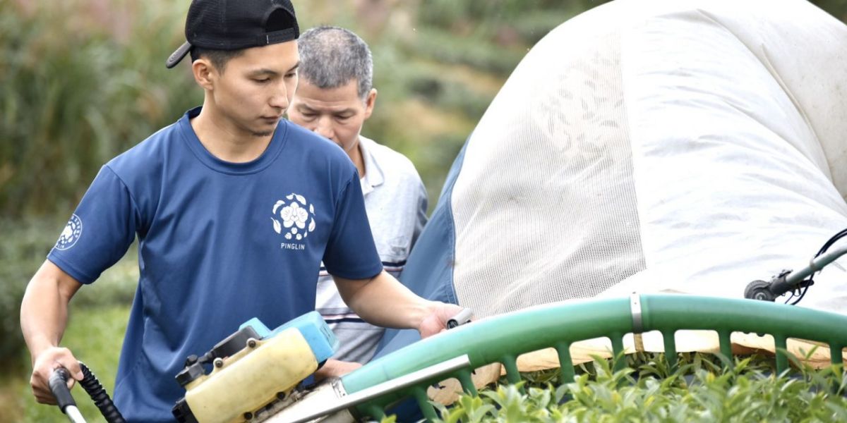 ▲白青長茶作坊第五代製茶師白俊育（圖／業者提供）