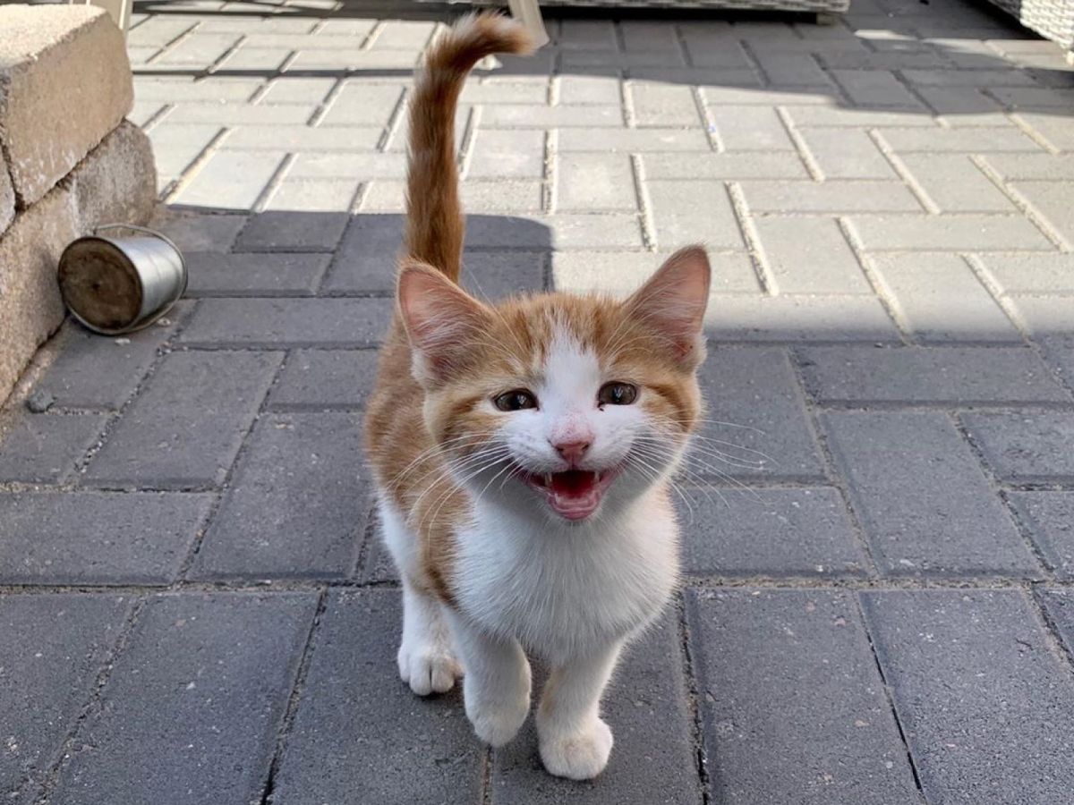 寵物美容師肯婭的一位常客在住家附近發現一隻小浪貓，帶牠到肯婭的店裡尋求她的幫助（圖／IG@bb_pangur_ban）