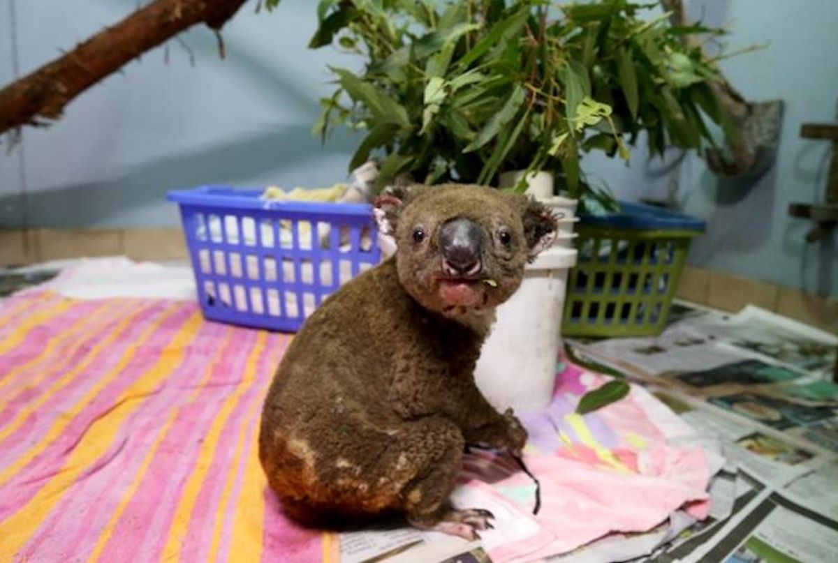 ▲接受治療的無尾熊。（圖／翻攝自半島電視台）