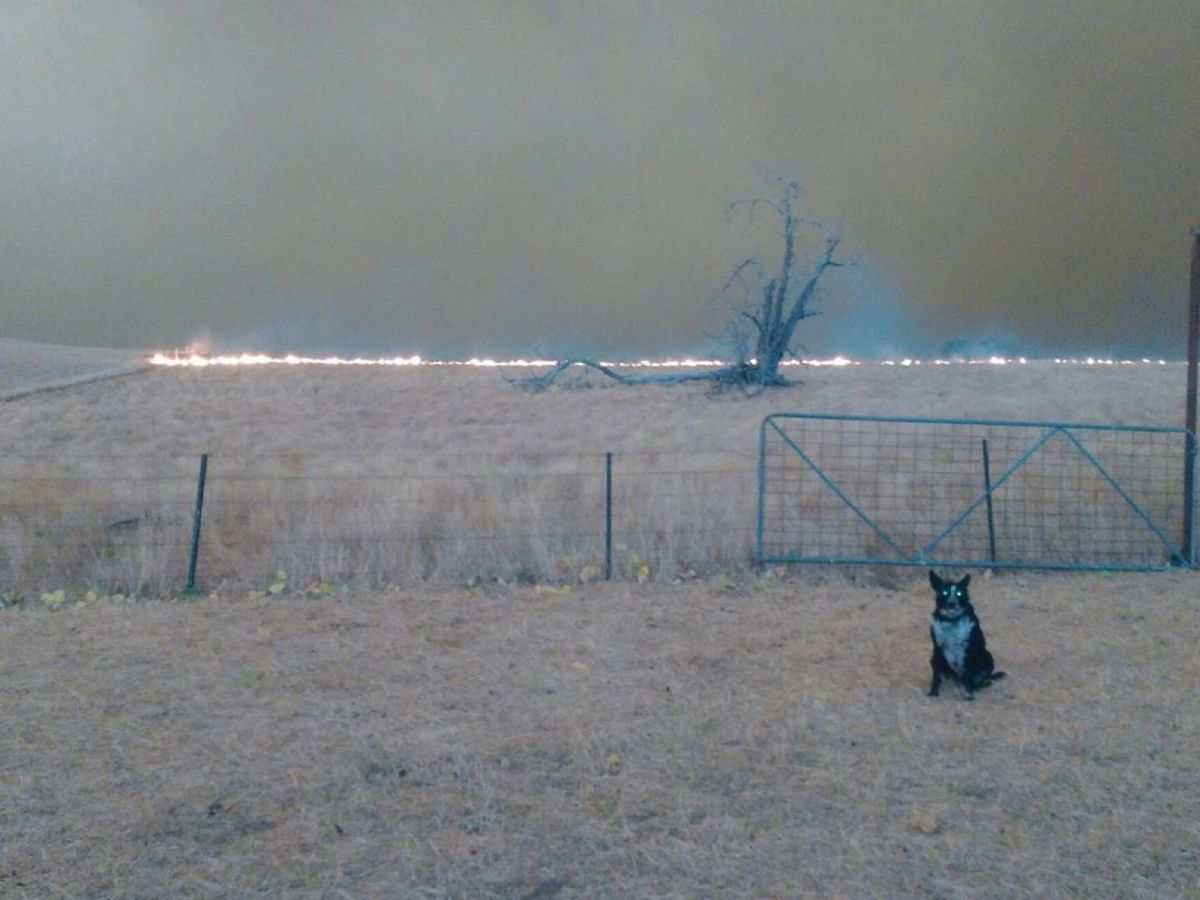 澳洲一隻牧羊犬在野火逼近時，機警地救援羊群（圖／IG@patsythecorryongwonderdog）