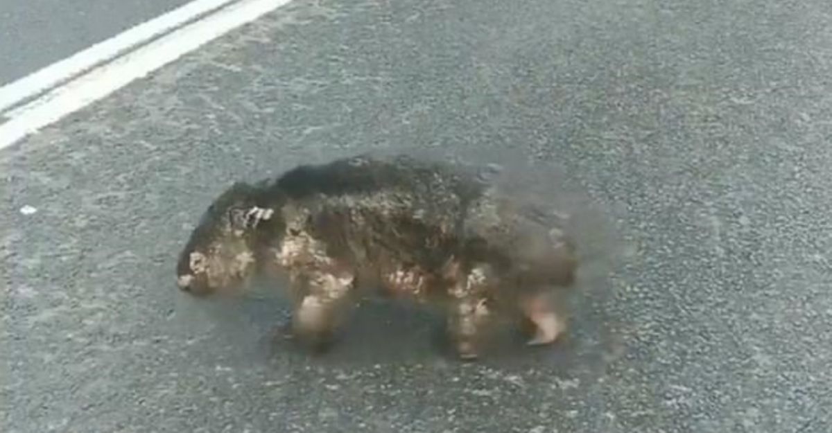 ▲小袋熊全身都有燒傷痕跡，毛髮疏落，還露出粉紅色的皮肉。（圖／翻攝自每日郵報）
