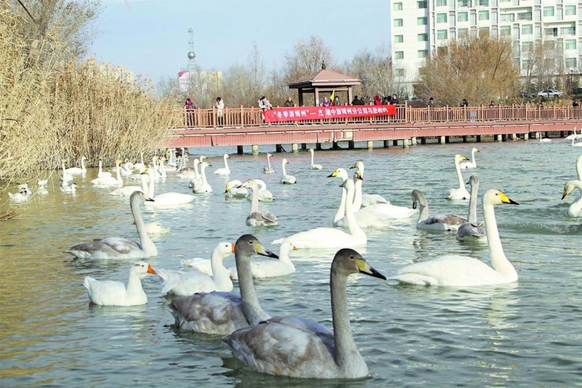 ▲新疆博樂市濱河公園內有大量天鵝棲息。（圖／翻攝自中國新疆網）