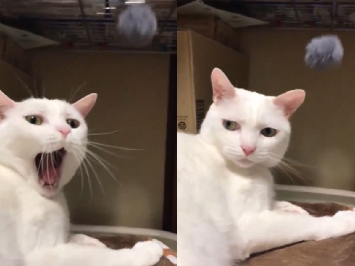 貓咪對飼主新買的電動逗貓球完全無感（圖／twitter@DaiKatsudon）