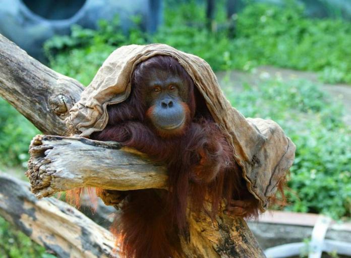 ▲新竹動物園的老寶貝紅毛猩猩「貝比」，今日下午二時許，疑似睡著時從樹上掉下來，園方緊急搶救送醫後，急救無效死亡。(圖由新竹動物園提供)