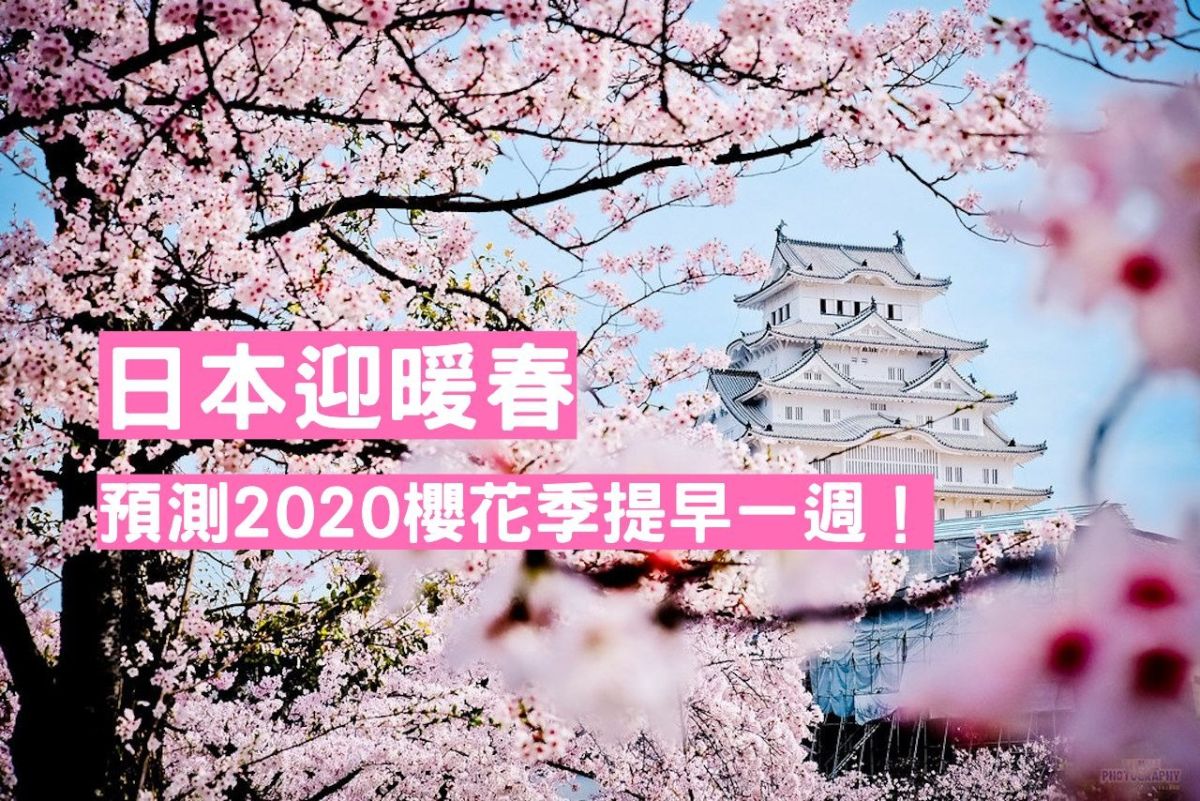 ▲日本氣象株式會社預測櫻花開花時間將提早。（圖／翻攝自網路）