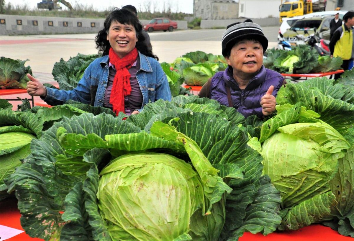 ▲網友表示，今年三四月吃高麗菜的你們自己保重阿。（示意圖，非當事高麗菜／記者張塵攝）