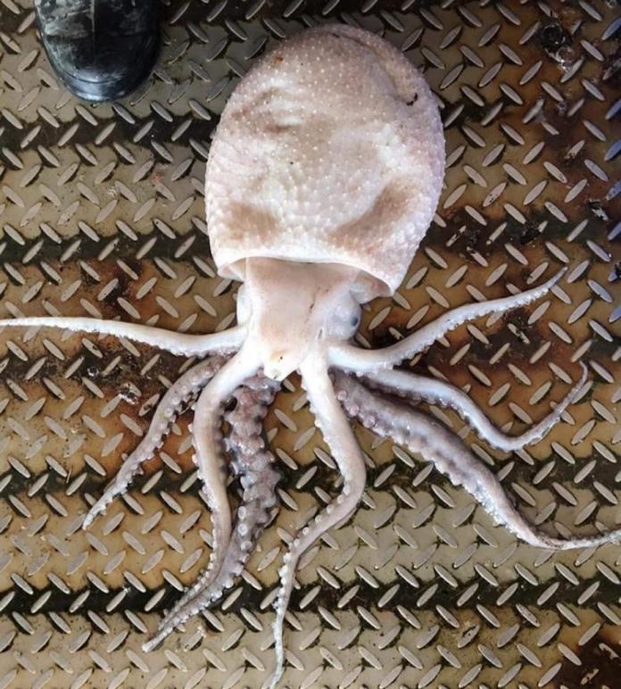 這是章魚嗎？嘉義東石捕獲怪魚　真實身分求解中
