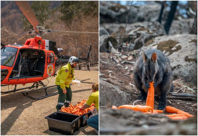 澳洲野火毀家園釀饑荒　直升機空投2噸紅蘿蔔救瀕危袋鼠
