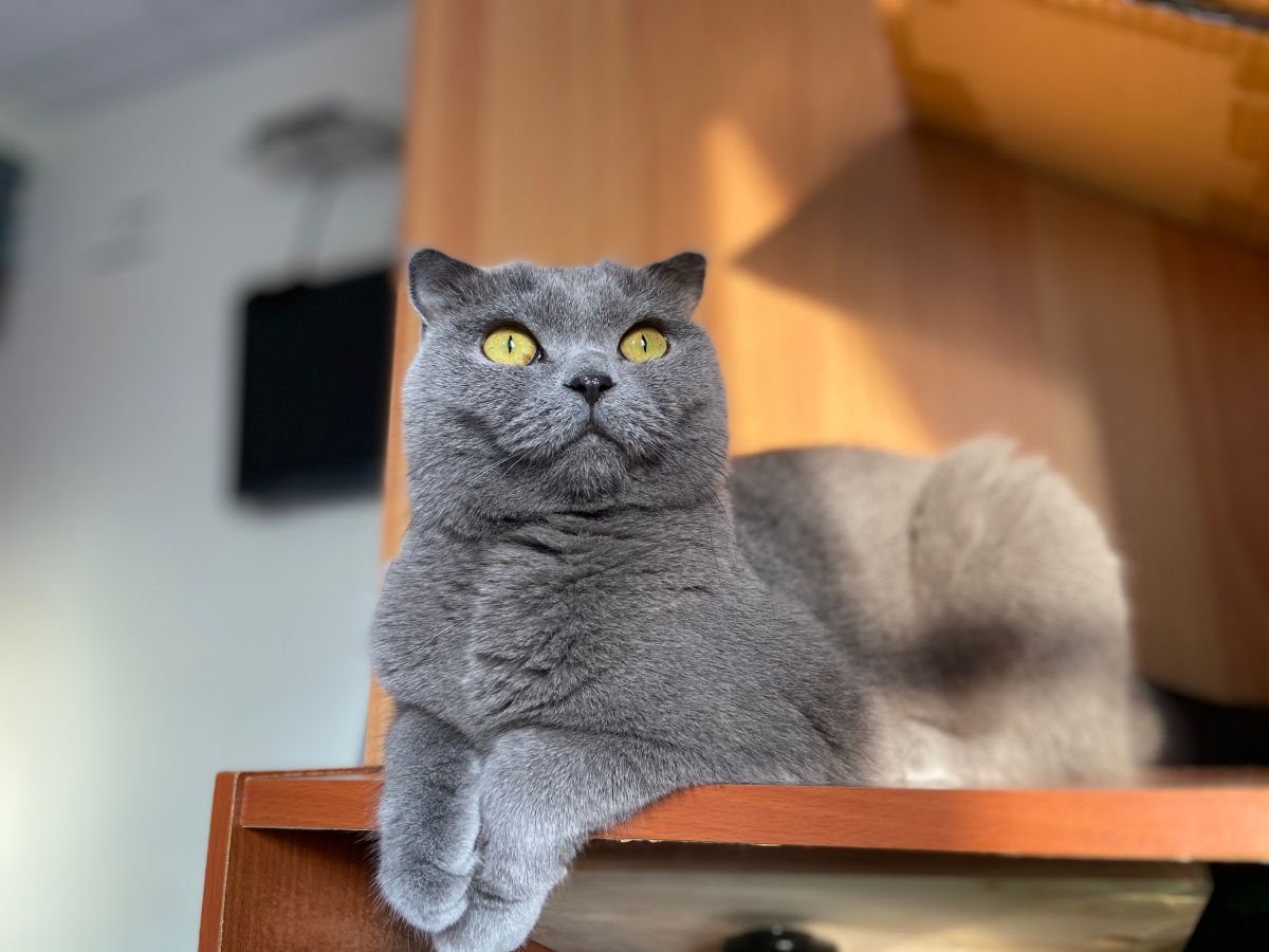 ▲科技部研究針對貓腎病的體外檢測技術。（記者趙毓琪攝）