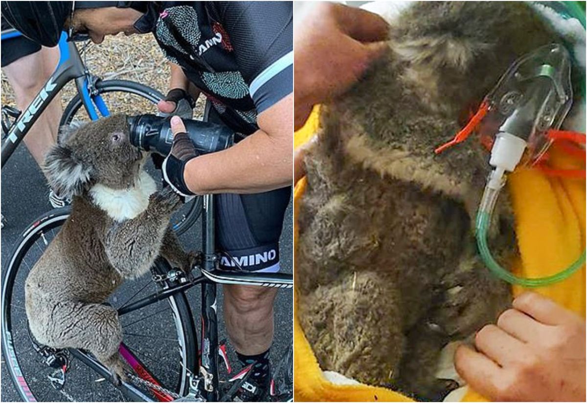 ▲澳洲動保團體呼籲，人們在給予野生動物水分時，要多注意是否可能造成動物嗆水。（圖／翻攝自《每日郵報》）