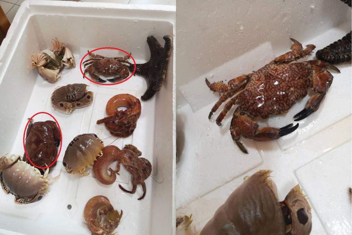 ▲有網友指出，自己到魚市買海產卻買到有劇毒的螃蟹類，發文提醒大家注意。（圖／翻攝爆廢公社）