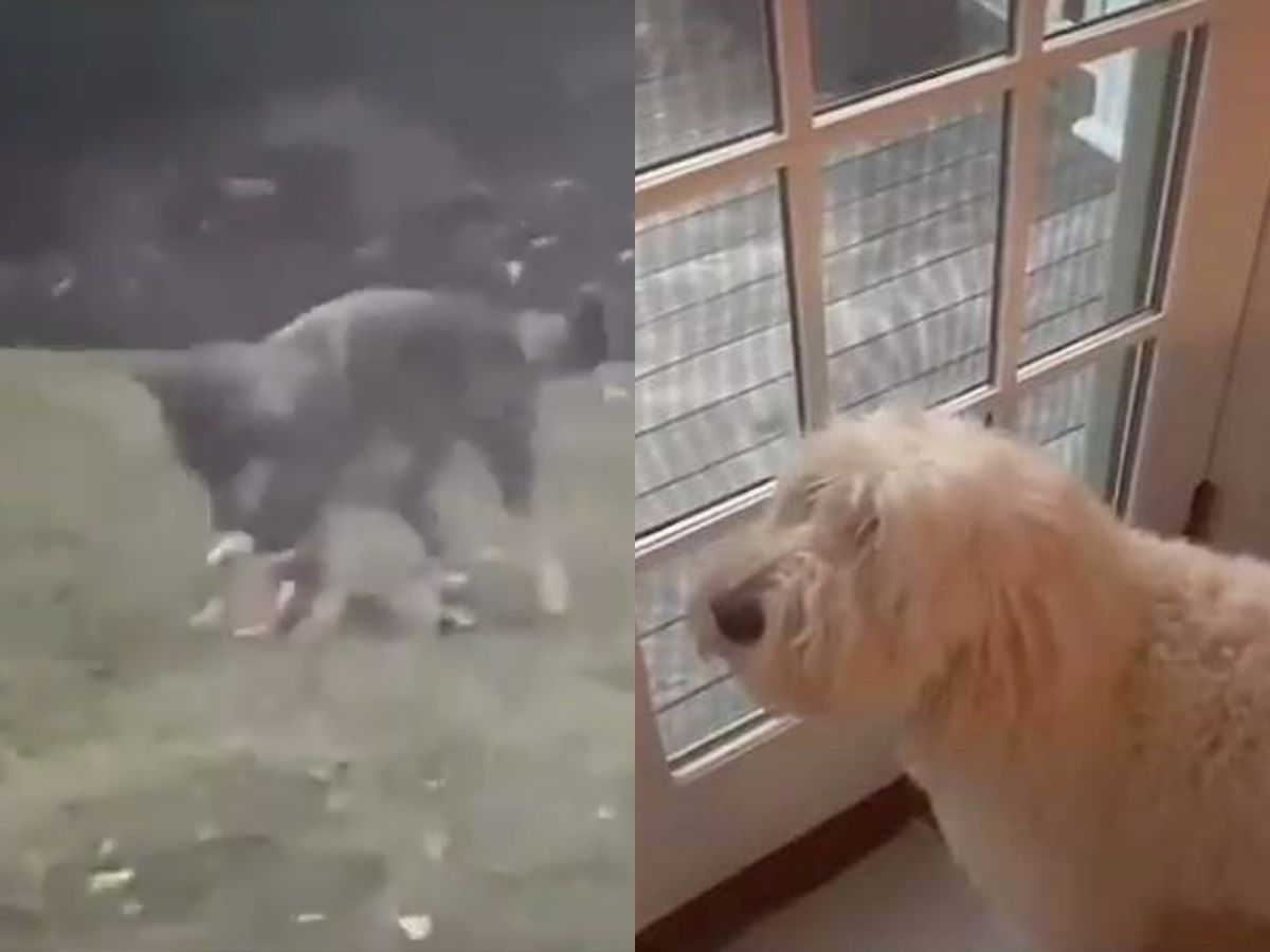 佩妮只能在屋內眼巴巴看著心愛玩具被拿去玩。（圖／TikTok@bauliflower）