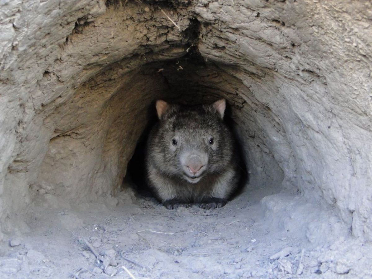 ▲喜歡挖掘洞穴與地道的袋熊，意外成了澳洲野火中，拯救其他野生動物的英雄。（圖／翻攝自 Wombat Rescue 臉書）