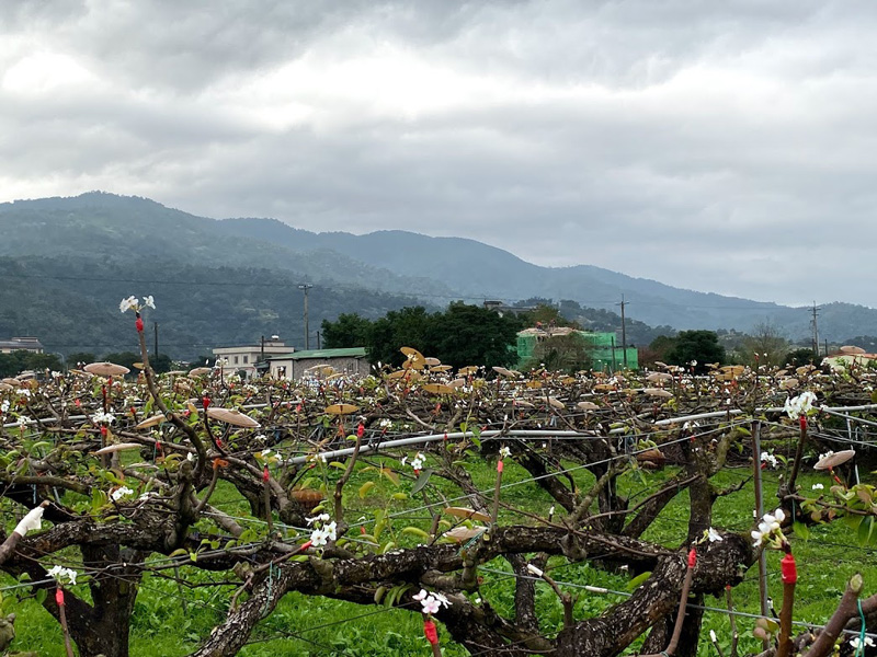 ▲梨花撐傘蔚為奇觀。（圖／記者李清貴攝,2020.01.16)