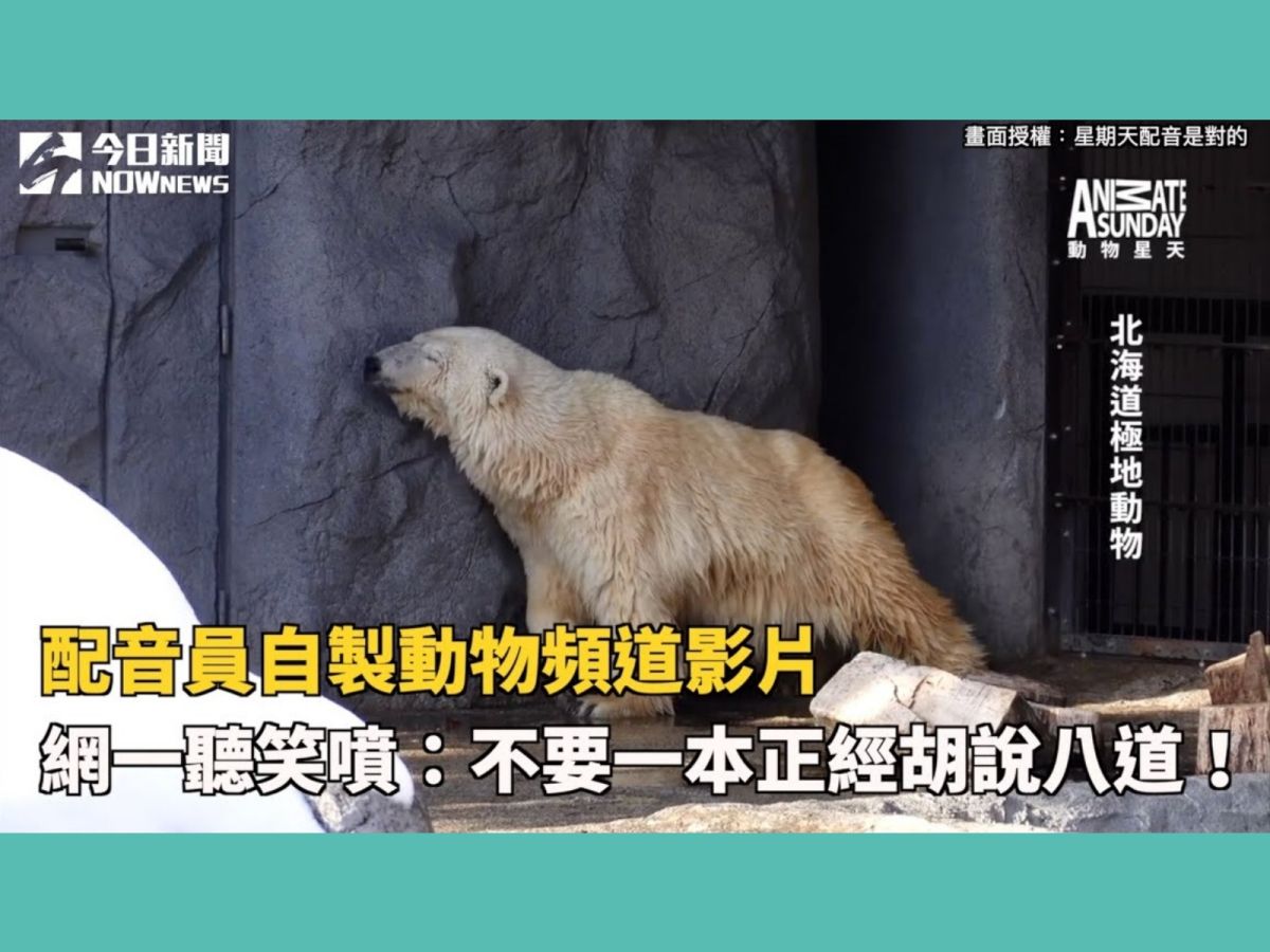 除了北極熊，也有企鵝、小貓熊之類的動物，看起來都相當可愛。（圖／星期天配音是對的粉專提供）