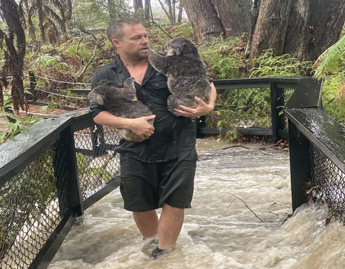 ▲工作人員冒雨，抱著被淋濕的無尾熊去避難。（圖／擷取自澳洲爬蟲動物園臉書影片）