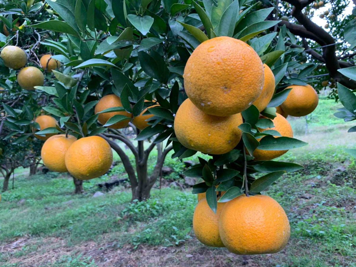 ▲桶柑採收期因適逢農曆過年，不僅具有「年柑」別稱，更是家戶必備應景果品。（圖／新北市政府農業局提供）