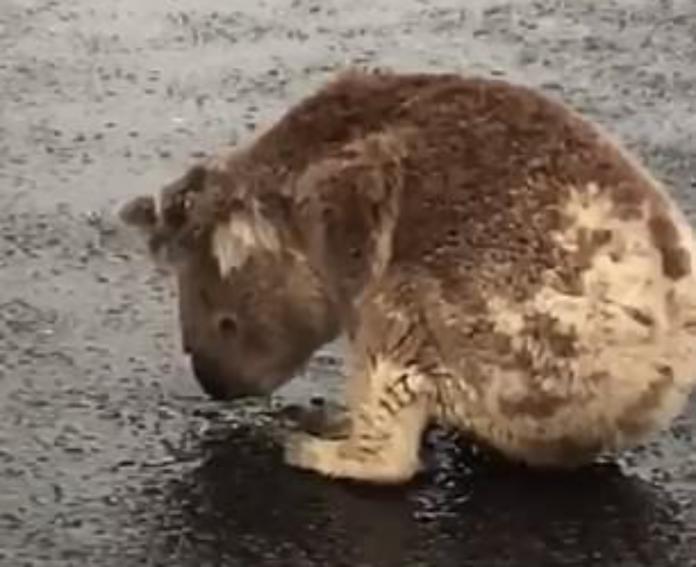 ▲澳洲上週四開始終於降下大雨，有民眾捕捉到 1 隻無尾熊在路面舔舐水漥，顯然相當口渴。（圖／翻攝自每日郵報）
