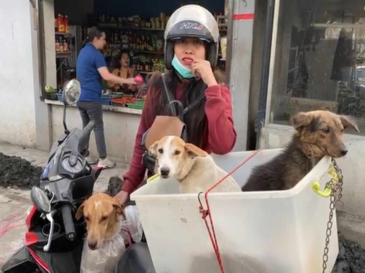 菲律賓一位女飼主發揮巧思載走三隻愛犬，以逃離火山的威脅（圖／翻攝自FB@Philippine Animal Welfare Society (PAWS)）