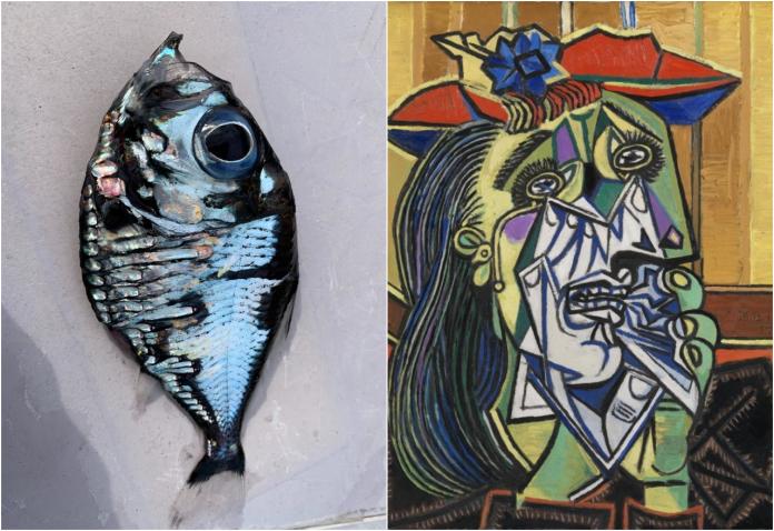 推特瘋傳日本釣客撈起「謎樣生物」　網推：畢卡索之魚？
