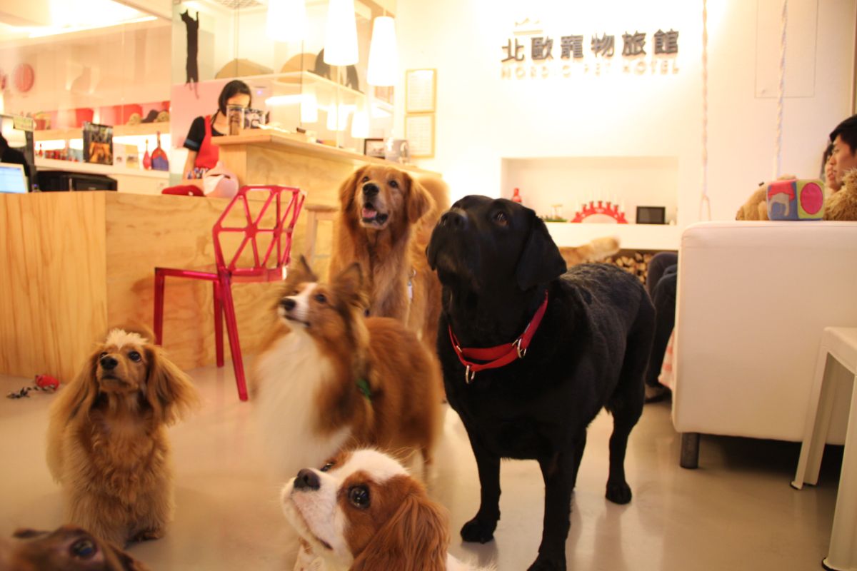 ▲台北市動保處評選出83家優良店家，供民眾挑選寵物旅館參考。（圖／台北市動保處提供）