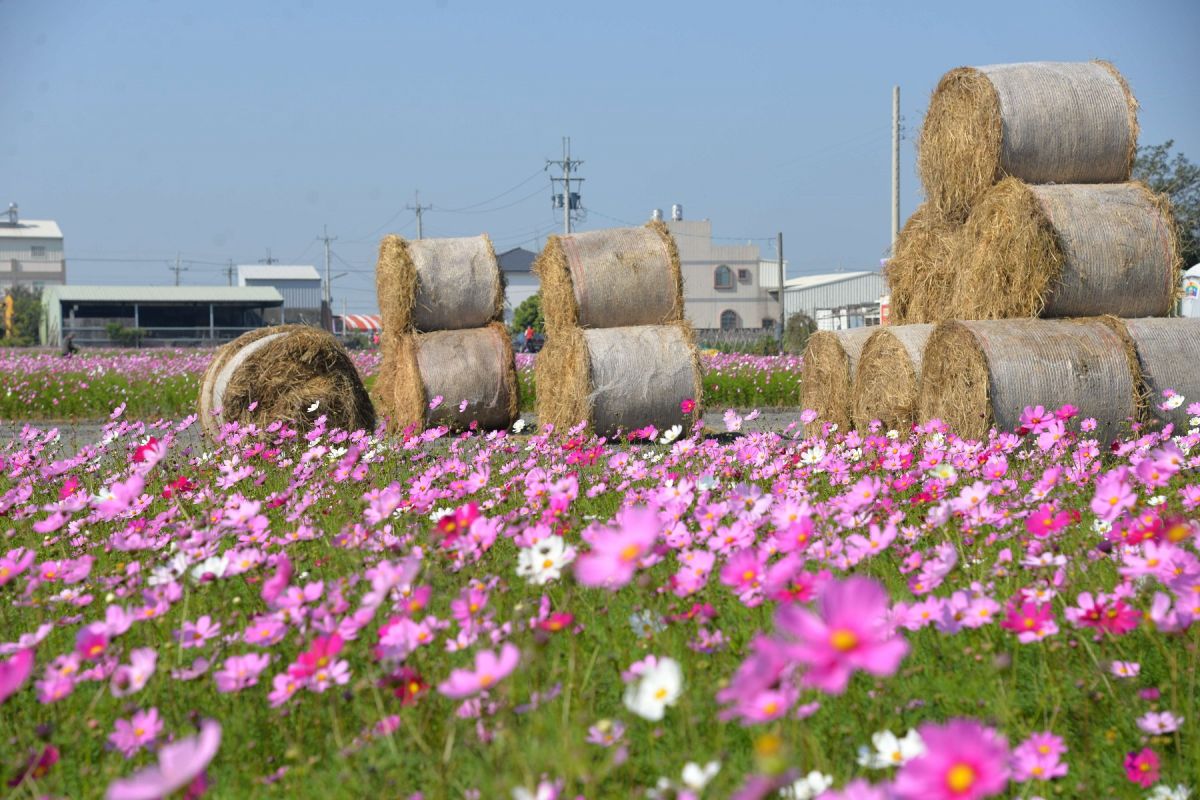 ▲2020雲林花海節即日起至29日在莿桐孩沙里登場。（圖／記者洪佳伶攝 ,2020.01.21）