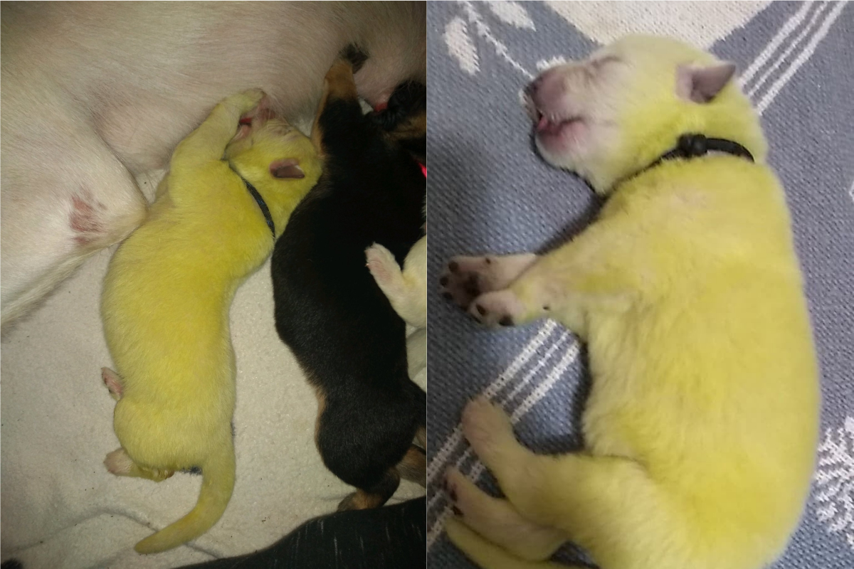 ▲美國一隻白色牧羊犬誕下螢光綠色幼犬。（合成圖／翻攝推特）