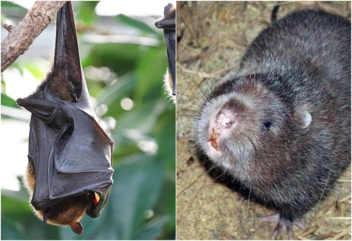 ▲有學者認為蝙蝠、竹鼠可能是病毒來源。（圖／翻攝自網路／Pixabay ）