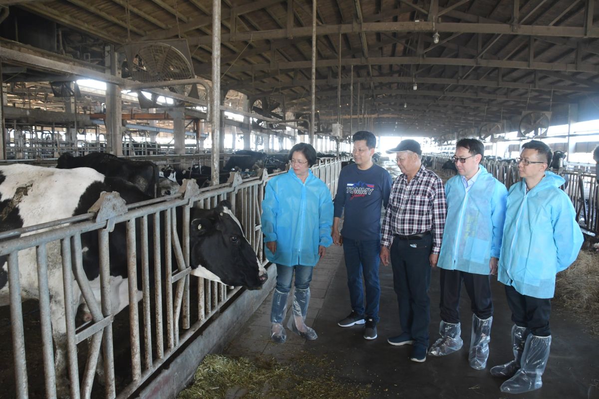 ▲彰化縣長王惠美前往畜牧場拜訪得獎酪農。（圖／記者陳雅芳攝，2020.01.23）