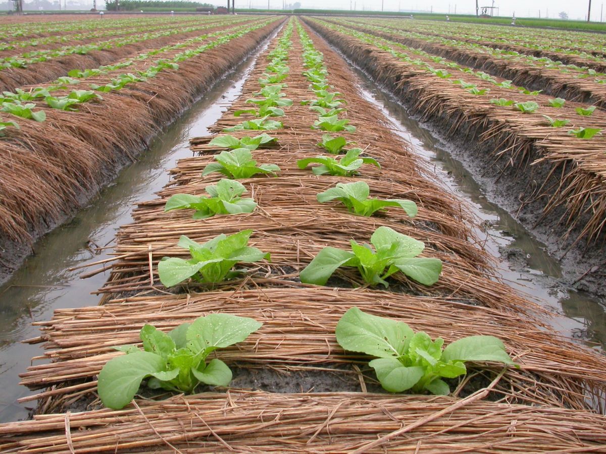 ▲大陸冷氣團影響臺灣，臺中場籲請農友儘速做好作物防寒措施，畦面覆蓋稻稈、塑膠布、防草蓆等，以維持土壤溫度。（圖／記者陳雅芳攝，2020.01.27）
