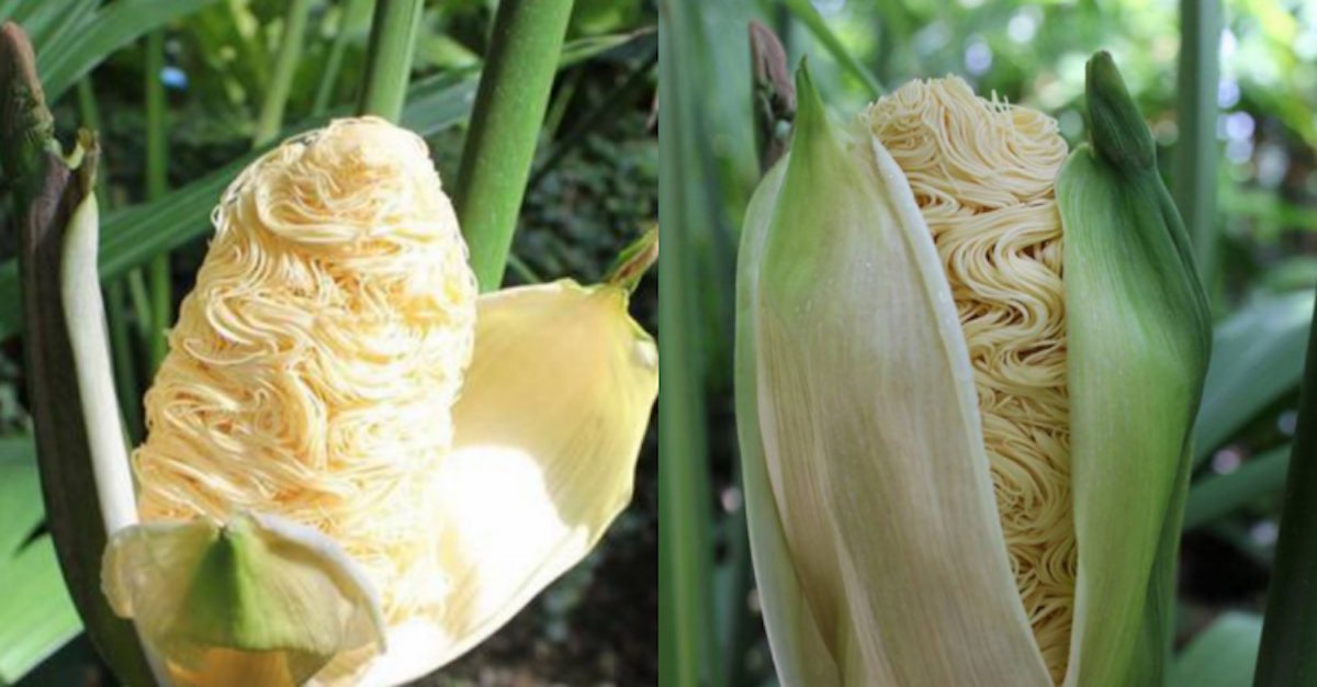 ▲泡麵長在樹上？網瘋傳「超狂奇葩植物」。（圖／翻攝自《巴士的報》）