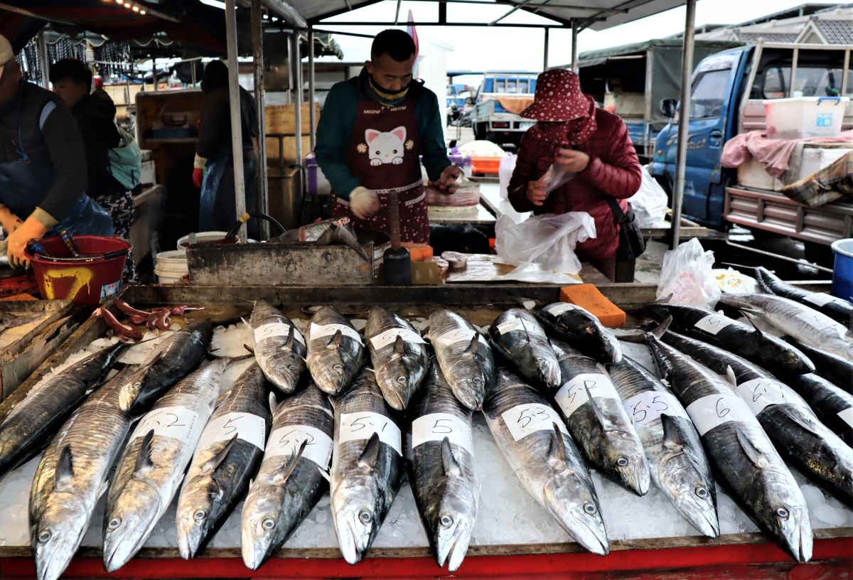 ▲年後馬公第三漁港魚市場土魠魚市價，5公斤大小降到350元左右，想要撿便宜的民眾可以利用這幾天起早到魚市場搶購。（圖／記者張塵攝，2020.01.30）