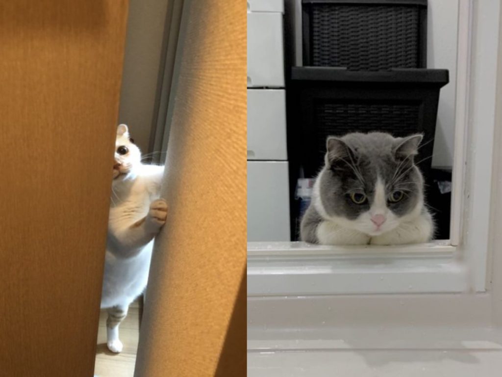 不少貓咪會「監視」奴才洗澡（圖／twitter@chaaaa4421、na_ko178）