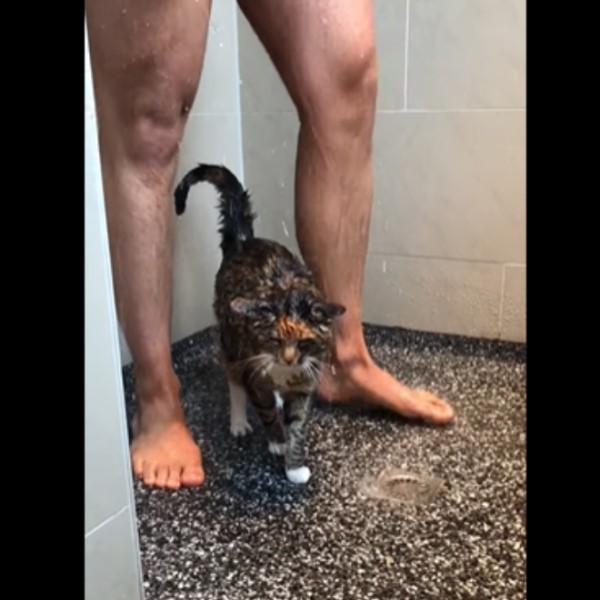 喜歡看奴才洗澡的貓　可以給人家一點隱私嗎？