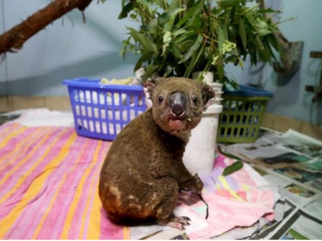 接受治療的無尾熊。（圖／翻攝自半島電視台）