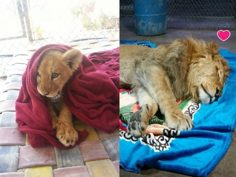 獅子蘭伯特喜歡睡在小被被上（圖／FB@In-Sync Exotics Wildlife Rescue and Educational Center）