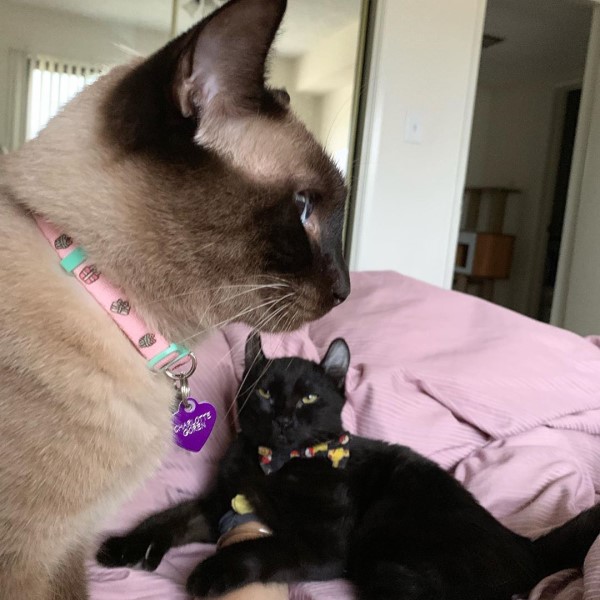 多趾小黑貓對貓姊姊撞頭示好　整天尾隨：收我當小妹啦！