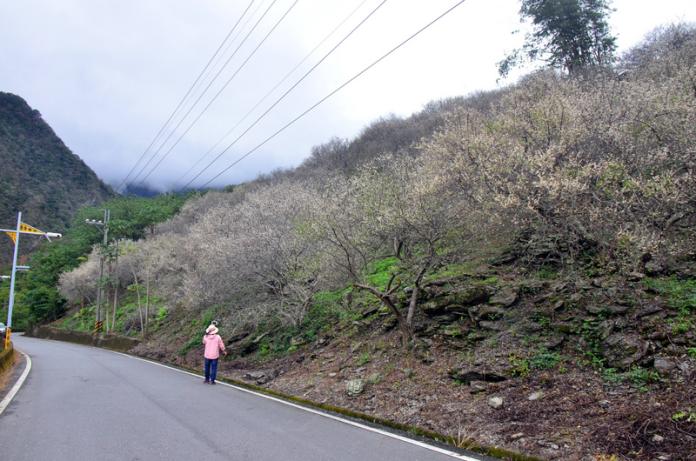 ▲南橫公路台東段連假後恢復施工，部分路段交管。（示意圖／中央社檔案照片）